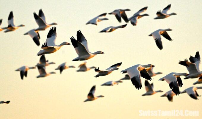 சுவிட்சர்லாந்தில்