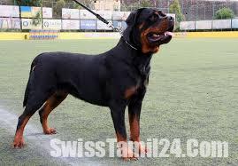 Rottweilers