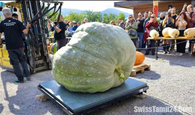 ராட்சத பூசணிக்காய்