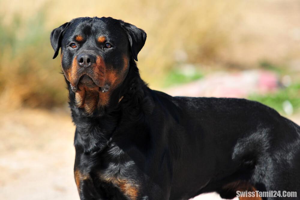 சூரிச் அரசு ஆபத்தான நாய்களின் பட்டியியலில் Rottweiler இனத்தை சேர்க்க வலியுறுத்து