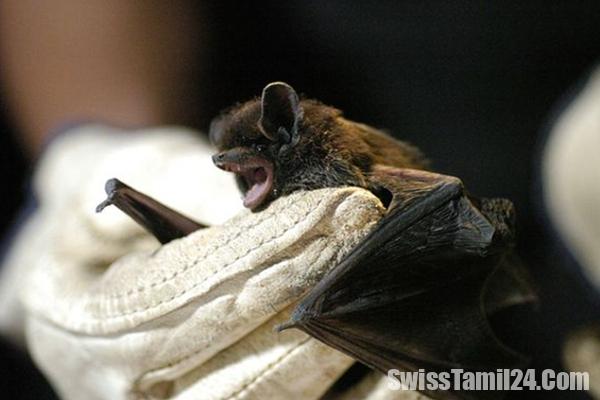 சுவிட்சர்லாந்தில் கிளாரஸ் கன்டோனில் ரேபிஸ் வைரஸ் தொற்று