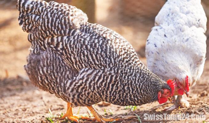 ஆர்காவ்