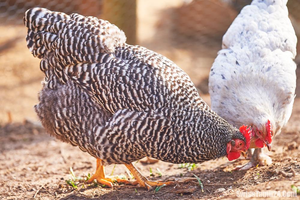 ஆர்காவ் எல்லையில் மர்மமான முறையில் கோழிகள் திருட்டு