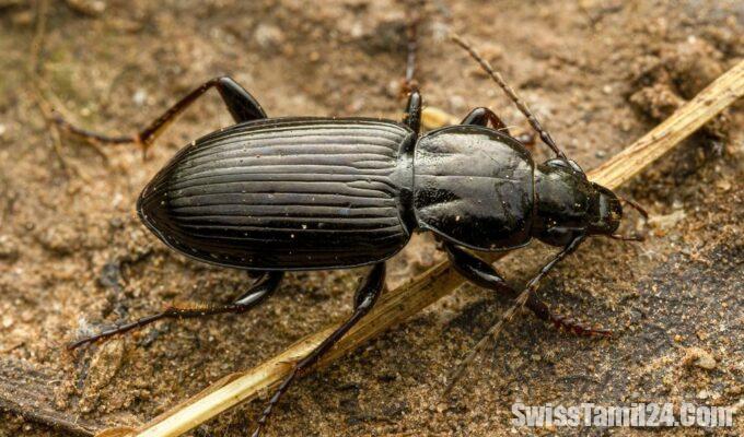 ground beetle species