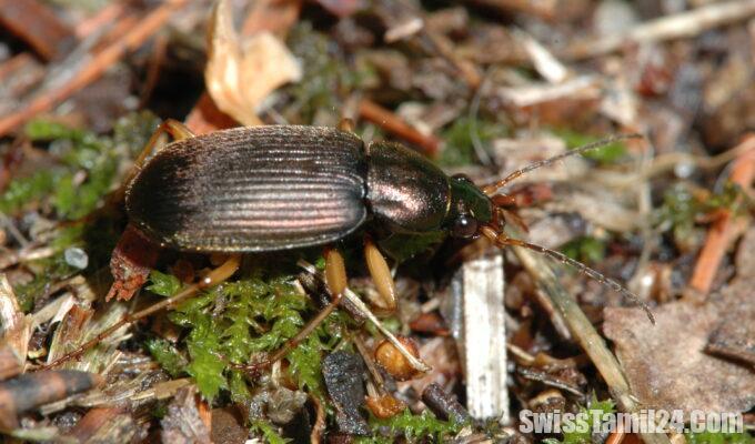 ground beetle species