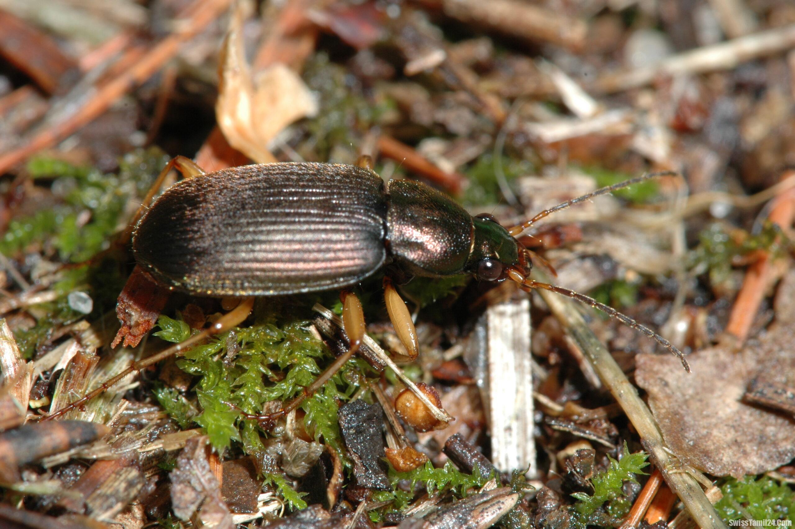 சுவிட்சர்லாந்தின் தரை வண்டு வகைகளில் பாதி ஆபத்தில் உள்ளன