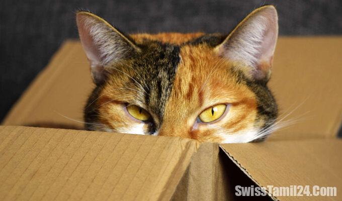 பூனைகளுக்கு 'சிப்'