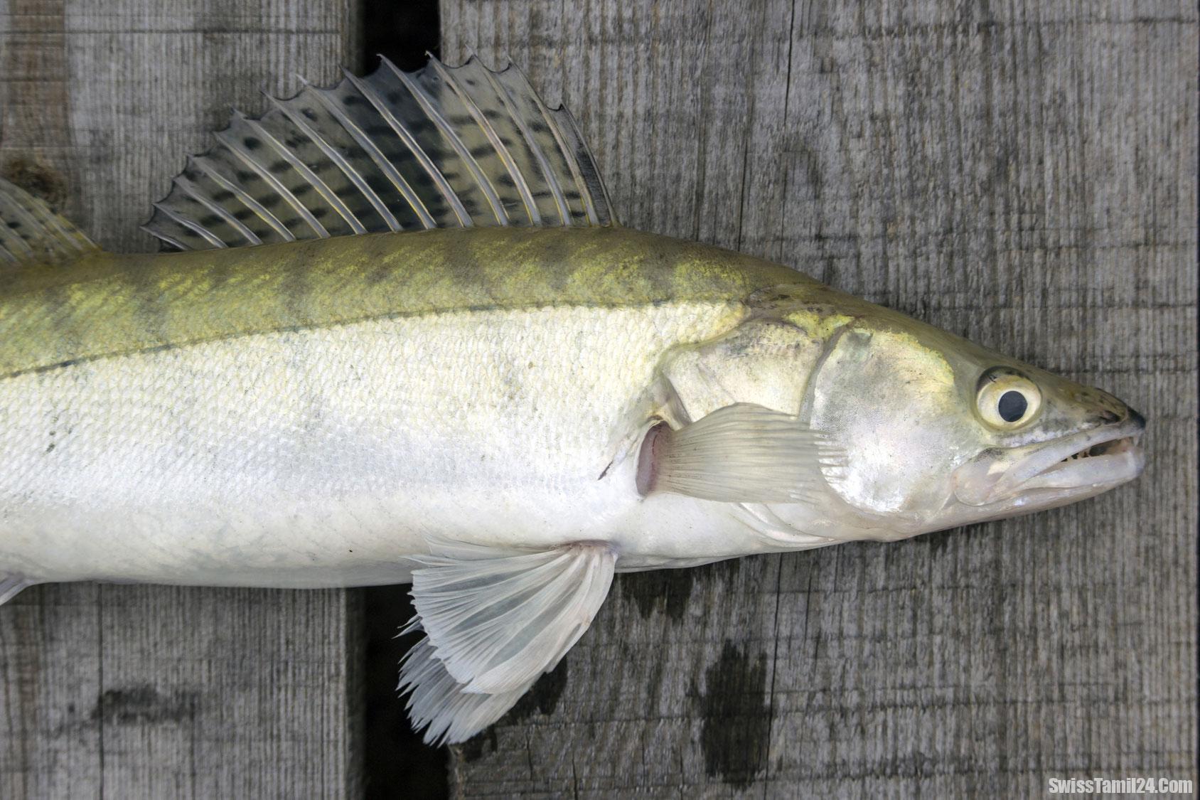 சுவிஸின் 2025 ஆம் ஆண்டின் சிறந்த மீனாக zander அறிவிப்பு