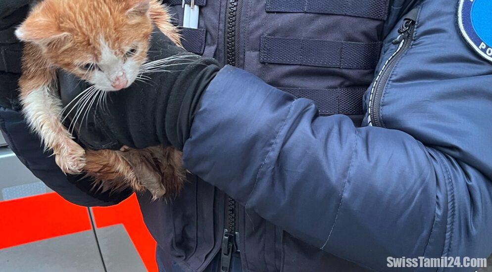 குப்பைத் தொட்டியில் இருந்து பூனைக்குட்டியை மீட்ட லுசேர்ன் போலீசார்