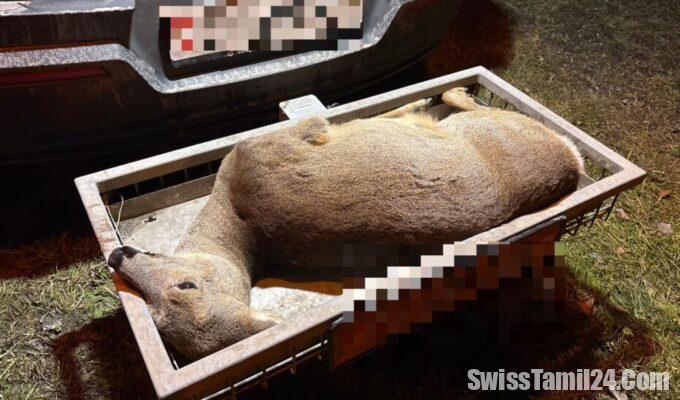 கிளாரஸில்