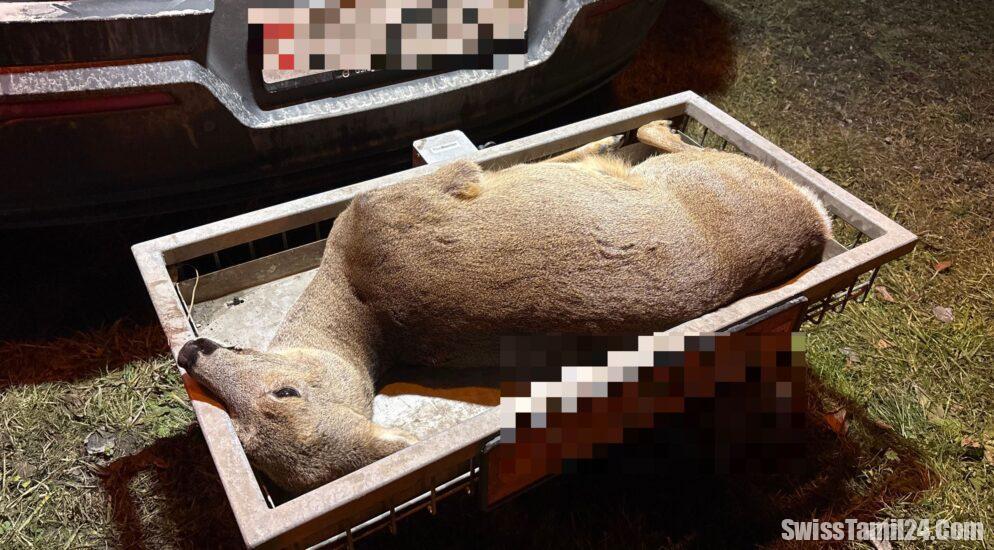 கிளாரஸில் மான்களுடன் மோதி இரண்டு கார் விபத்துகள் – காவல்துறை எச்சரிக்கை