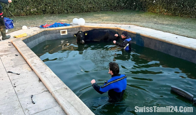 டிசினோவில்