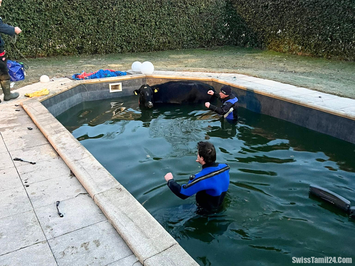 டிசினோவில் கார்னிவல்: நீச்சல் குளத்தில் வீழ்ந்த பசுவால் பரபரப்பு