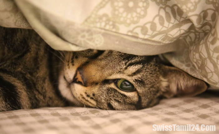 பேர்ன்னில் வளர்ப்பு பூனையை கொடுமை படுத்திய உரிமையாளருக்கு அபராதம்