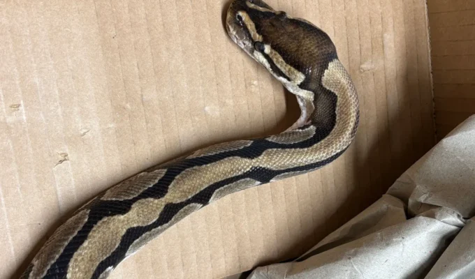 ஆர்காவ்