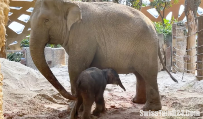 Zoo Zurich freut sich uber Elefanten Nachwuchs
