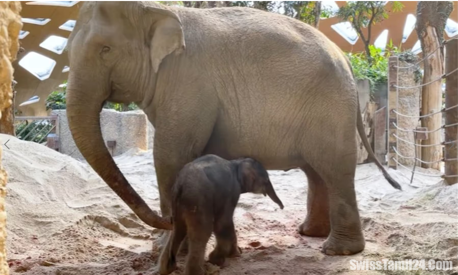 சூரிச் மிருகக்காட்சி சாலையில் பிறந்த குட்டி யானை