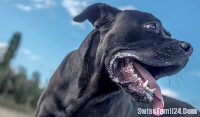 கடித்த நாய்