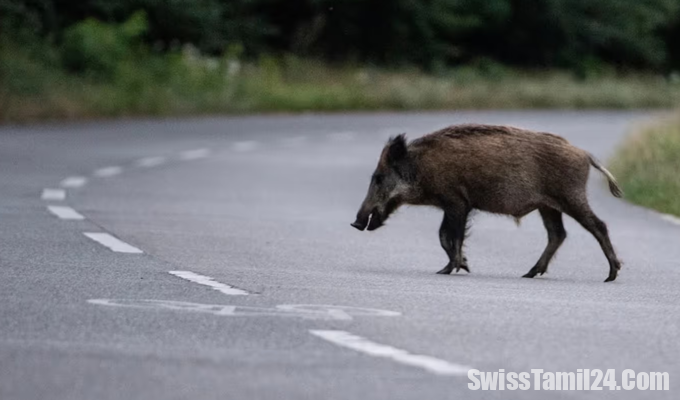 wildschweine