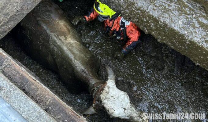 502739551 18313071181232706 8553188890917011974 n 1229x1536 1