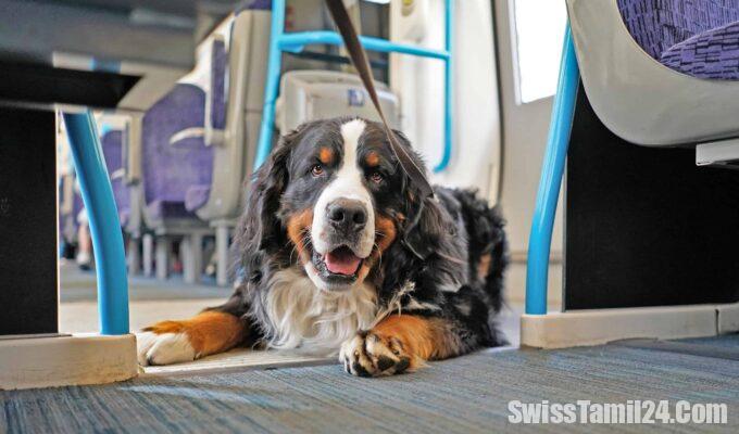 berner sennen dog at train floor scaled 1