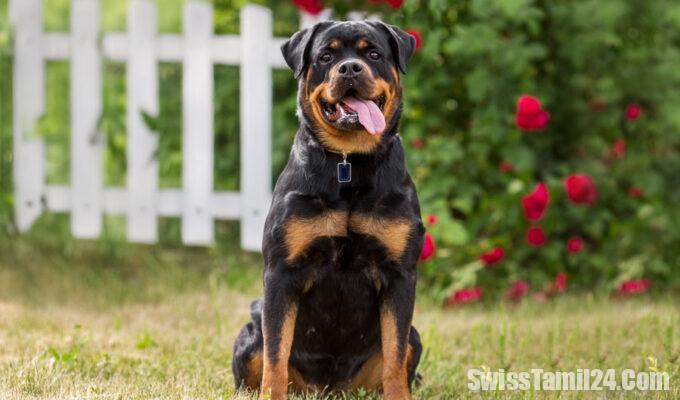 Rottweilers