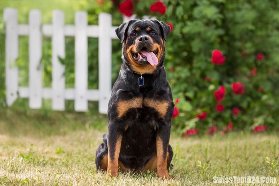 சூரிச்சில் ராட்வெய்லர் (Rottweilers) நாய்கள் மீதான தடை பிறகு சோதனை நடைமுறை