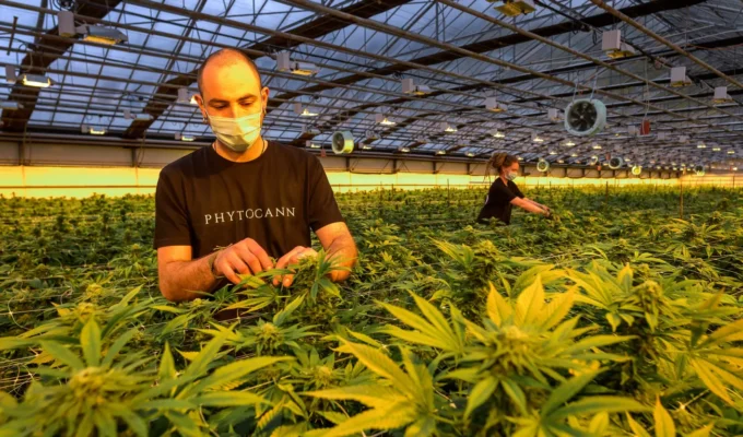 Zurich expands its cannabis study