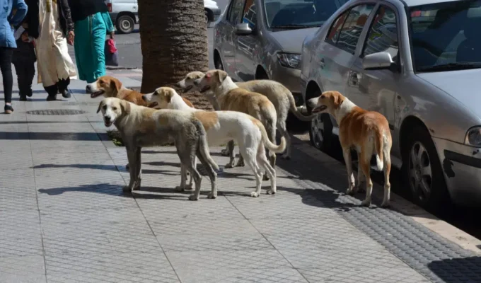 dog attack