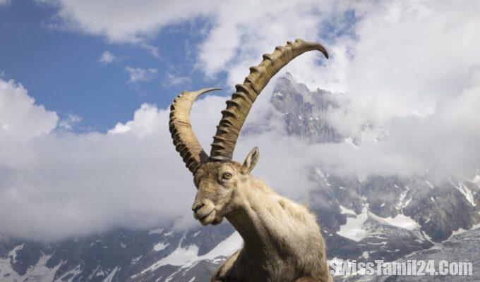 ibex1