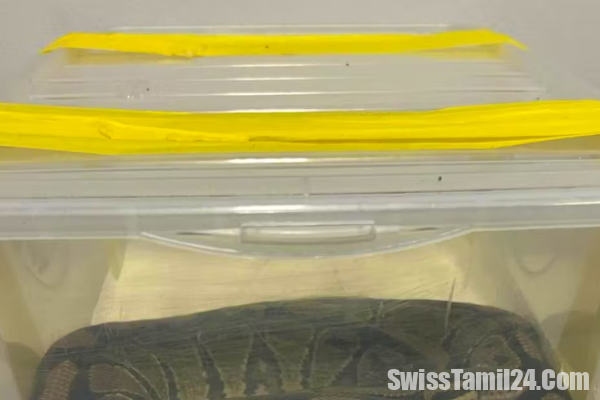 சுவிட்சர்லாந்தில் மலைப்பாம்பை மடியில் வைத்துக்கொண்டு பயணம் செய்த நபர்