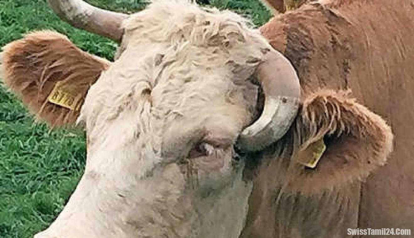 சுவிஸ் எல்லை அருகே பசுக்களில் ஆபத்தான “லம்பி ஸ்கின்” வைரஸ் பரவல்