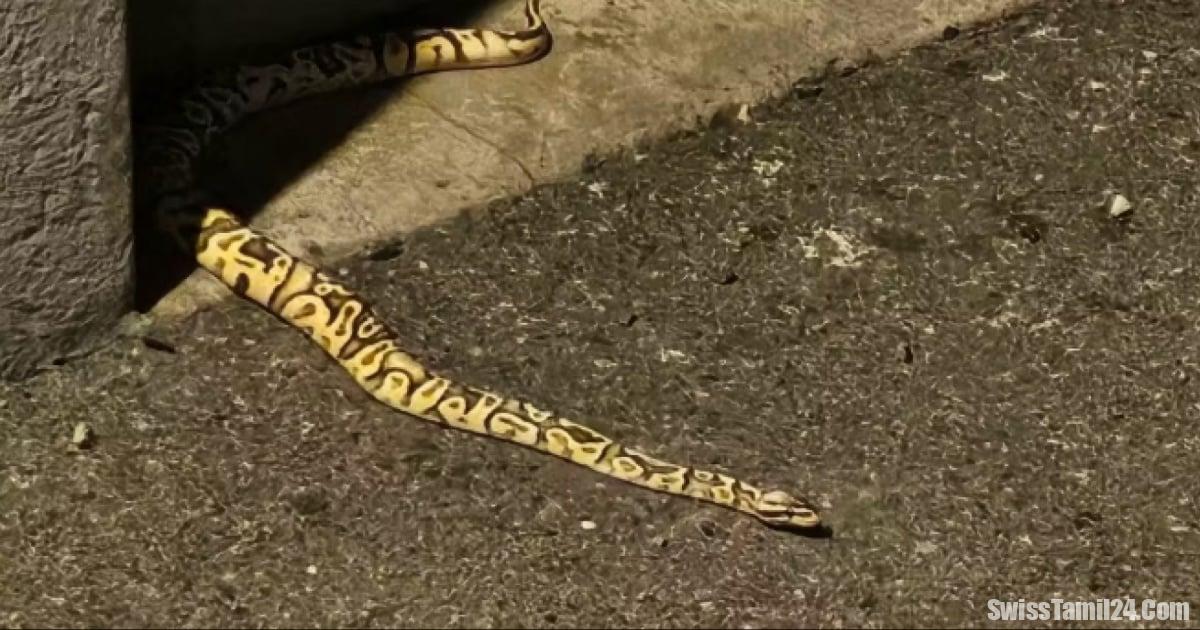 வாட் மாகாணத்தில் ராட்சத பாம்பை பார்த்து அலறிய பெண்.!!