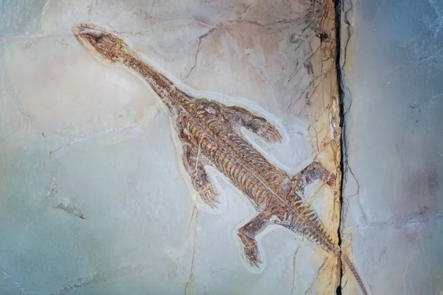 சுவிட்சர்லாந்தில் 240 மில்லியன் ஆண்டுகள் பழமையான லாரியோசரஸ் புதைபடிவம் கண்டுபிடிப்பு