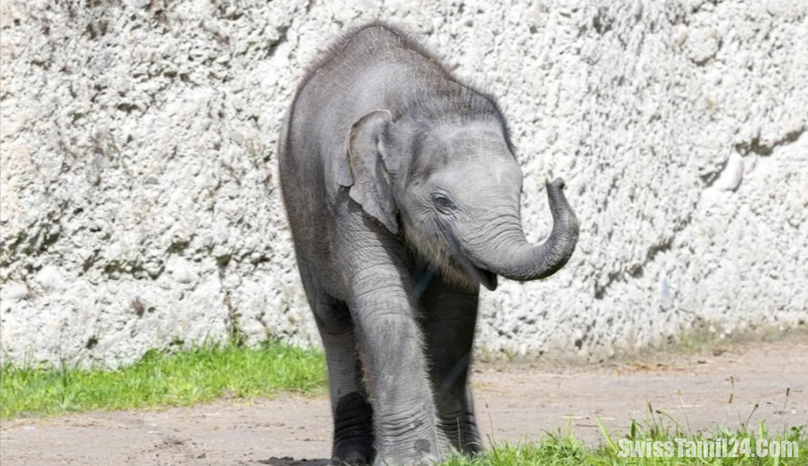 சூரிச் மிருகக்காட்சி சாலையில் பிறந்த குட்டி யானை பரிதாப மரணம்.!