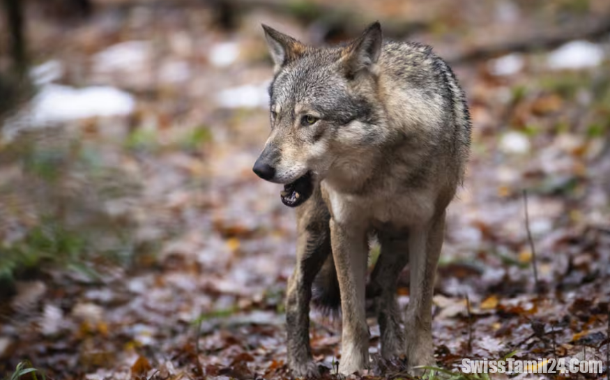 சட்டவிரோத துப்பாக்கிச் சூடா? கிராபுண்டனில் இறந்த ஓநாய் கண்டெடுக்கப்பட்டது