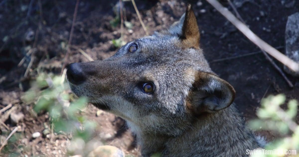 கிறாவ்வுன்டனில் ஒன்பது மாதத்தில் 189 பண்ணை விலங்குகள் ஓநாய்களால் வேட்டை