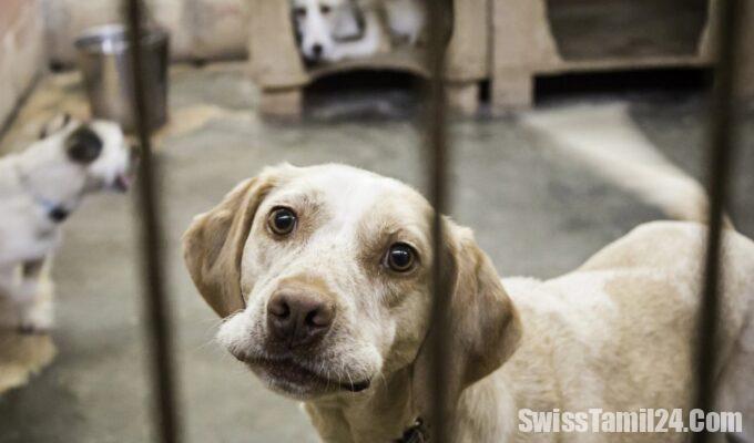 உஸ்டரில் நாய் பராமரிப்பு மையத்தில் 11 நாய்கள் மரணம்: விஷம் கலந்த உணவா காரணம்? 6 N3 2