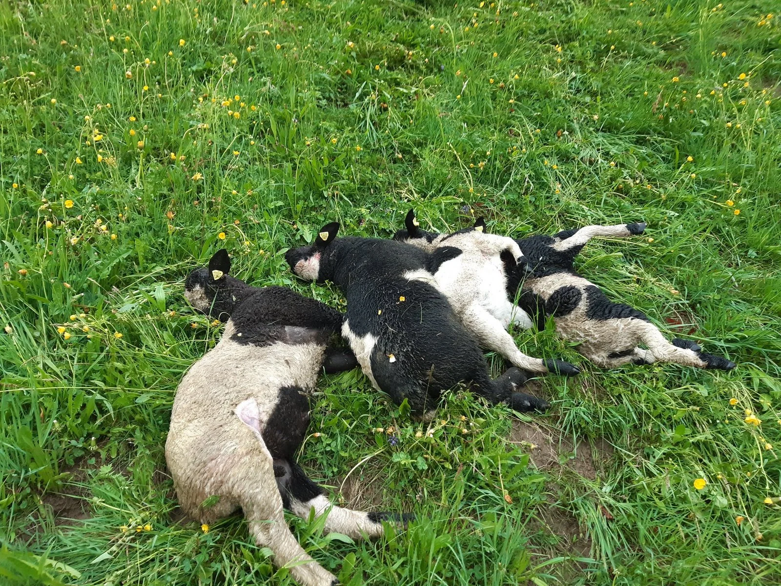 சூரிச் மாநிலத்தில் ஓநாய் தாக்குதல் சந்தேகம் – பல ஆடுகள் கொல்லப்பட்டன