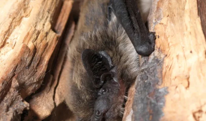 லூசேர்ன் வவ்வால், ஆல்பைன் வவ்வால், சுவிட்சர்லாந்து இயற்கை செய்திகள், விலங்குகள் ஆராய்ச்சி, Stadt Wild Tiere Lucerne, சுற்றுச்சூழல் பாதுகாப்பு, வவ்வால் இனங்கள், பாசெல் வவ்வால்