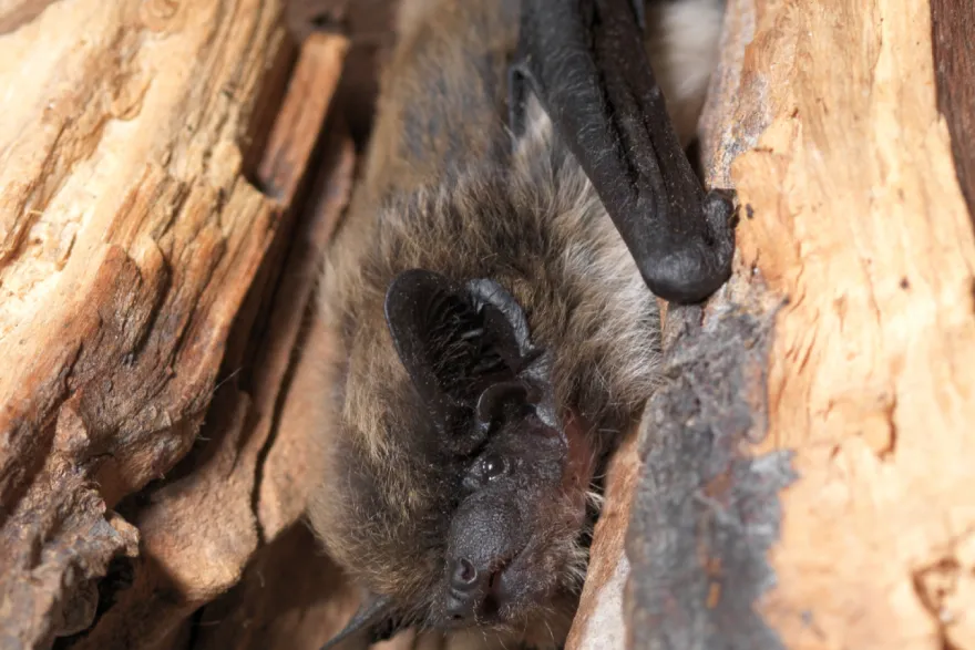 லூசேர்னில் முதன்முறையாக ஆல்பைன் வெளவால் கண்டுபிடிப்பு