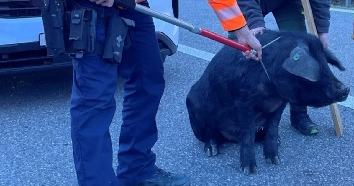 நெடுஞ்சாலையில் பன்றியால் பதறிய ஓட்டுனர்கள் : கிரௌவுன்டன் கன்டோனில் சுவாரசிய சம்பவம்