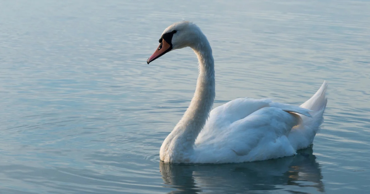 வோட் கன்டோனில் பறவைக் காய்ச்சல் உறுதி: இவோர்னில் கட்டுப்பாட்டு நடவடிக்கைகள் தீவிரம்