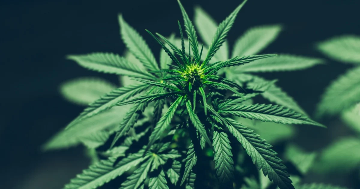 துரத்தலுக்குப் பிறகு 1,349 கஞ்சா செடிகளுடன் ஜெர்மன் நபர் கைது