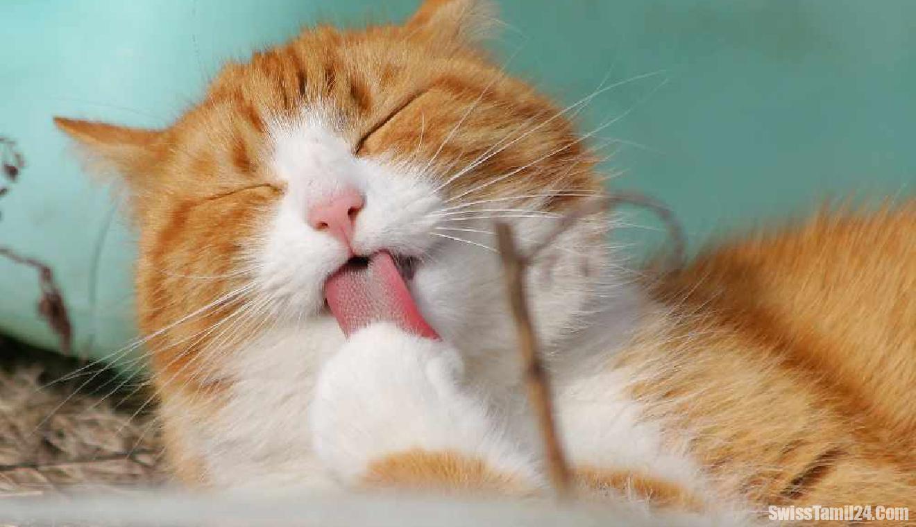 பூனைகள் மூலம் புற்றுநோய் சிகிச்சைக்கு புதிய வாய்ப்பு : சுவிஸ் பல்கலைக்கழகம் கண்டுபிடிப்பு