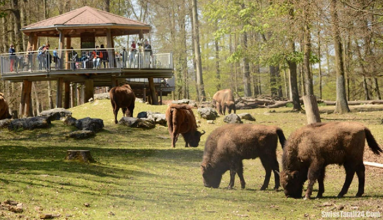 பேர்ன் உயிரியல் பூங்காவில் இடப்பற்றாக்குறை சவால் – புதிய சிக்கல்