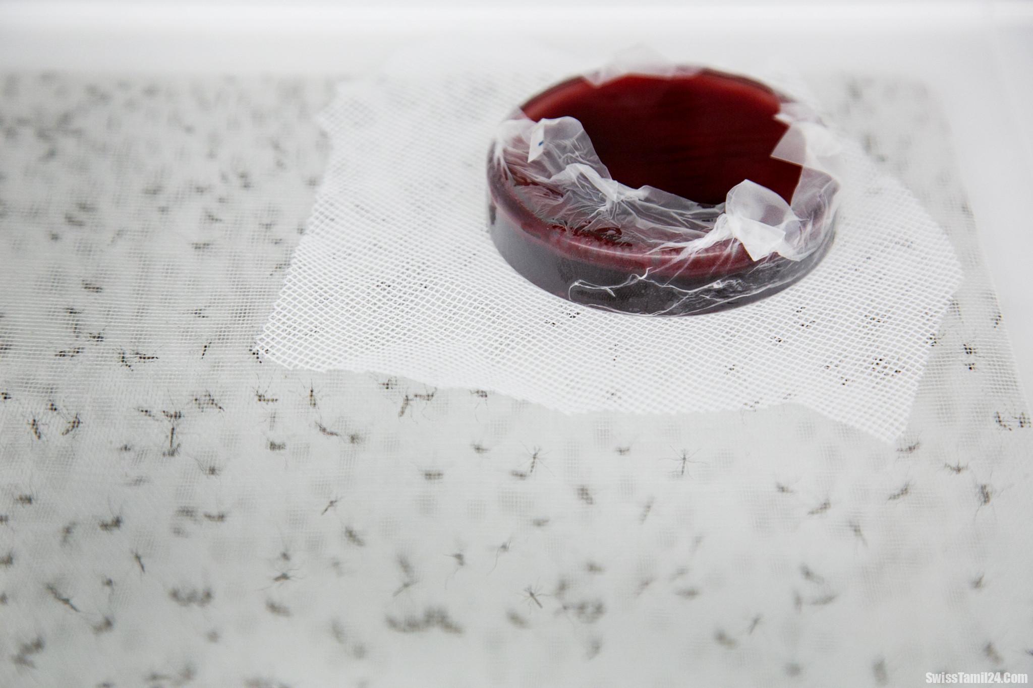 வடக்கு ஆல்ப்ஸ் பகுதியில் டெங்கு வைரஸ் கண்டுபிடிப்பு : சுவிட்சர்லாந்தில் கவனம் அதிகரிப்பு