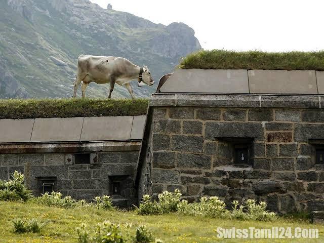சுவிஸ் படை பங்கர்கள் இப்போது டேட்டா மையங்களாக மாற்றம்