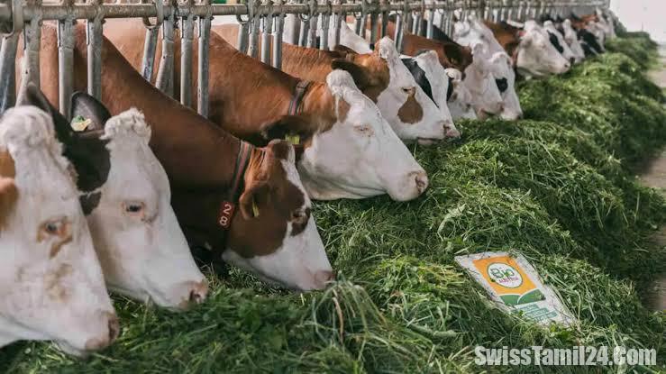 சுவிட்சர்லாந்தில் ஆர்கானிக் உணவுகளுக்கு அதிகரிக்கும் வரவேற்பு