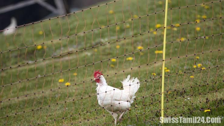 கோழி சத்தம், மாடு வாசனை குறித்து சுவிட்சர்லாந்தில் வாக்குவாதம்